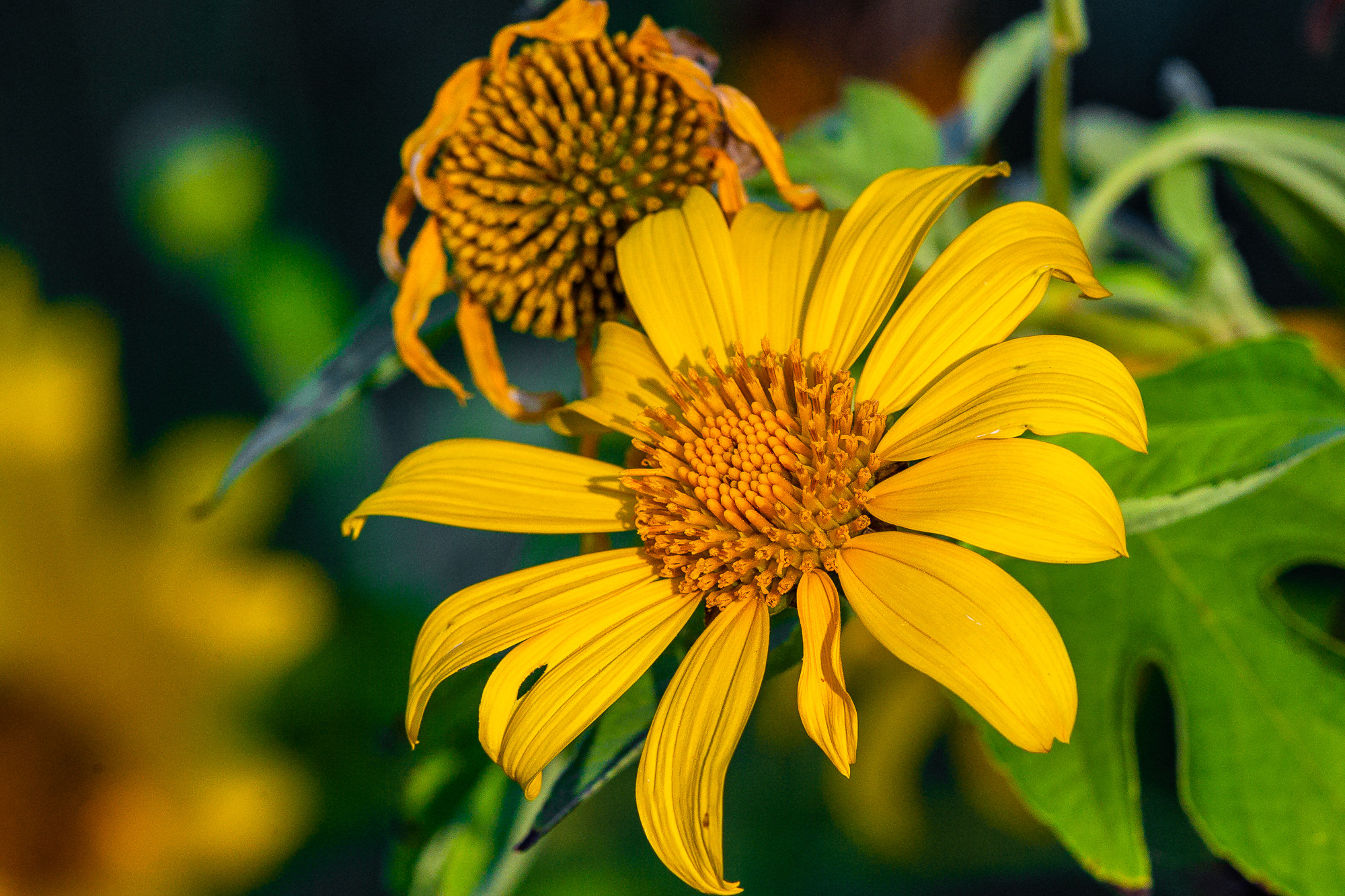 Tithonia diversifolia